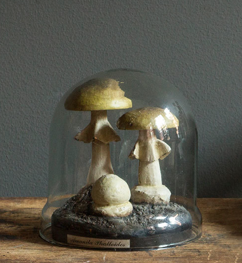Amanita Mushrooms in Dome
